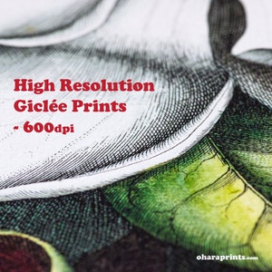 May include: Close-up of a high-resolution gicl&eacute;e print, showing intricate details and a textured surface. The print features a green and white design with a black outline. The text "High Resolution Gicl&eacute;e Prints - 600dpi" is visible in the image.
