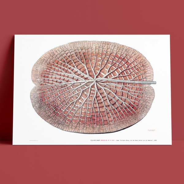 WILLIAM SHARP - Underside Of A Leaf - Giant Water Lily - Victoria Amazonica - Fine Art Giclée Print - 100% Cotton Rag - Museum Quality