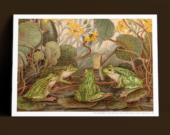Louisa Anne Meredith Frog Print - Tasmanian Nature Art, Restored Lithograph, Museum Quality