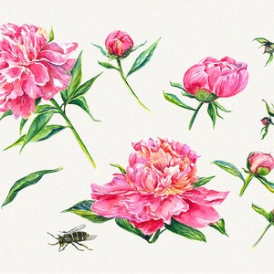 Peony clipart, Peonies flower clipart, floral elements, Watercolor, Botanical, Watercolor floral, Hand painted, Wedding invitation image 2