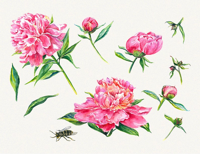 Hand painted Peonies flower clipart floral elements Watercolor floral Wedding invitation Peony clipart Watercolor Botanical