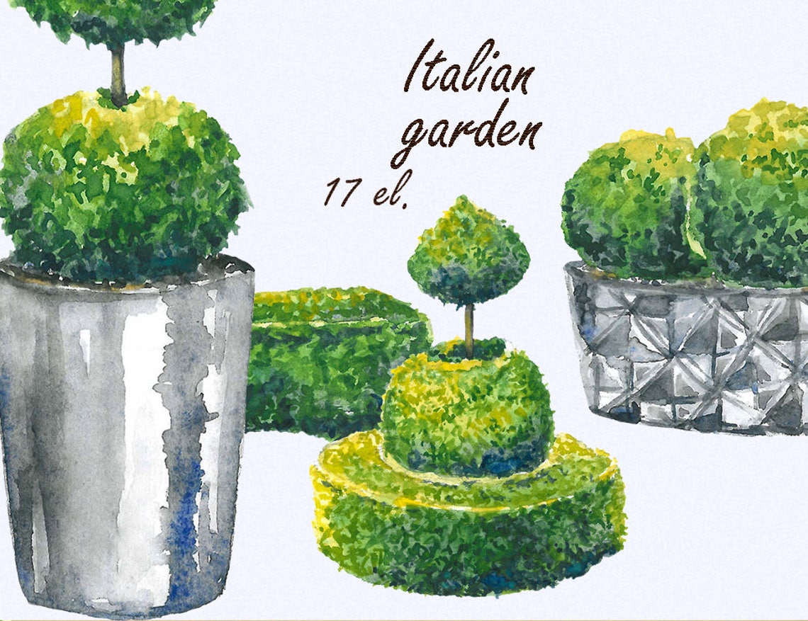 Italian Tree Graphics Tree Clipart, Italian Clipart, Garden Clipart, Topiary Clipart, Hand ...