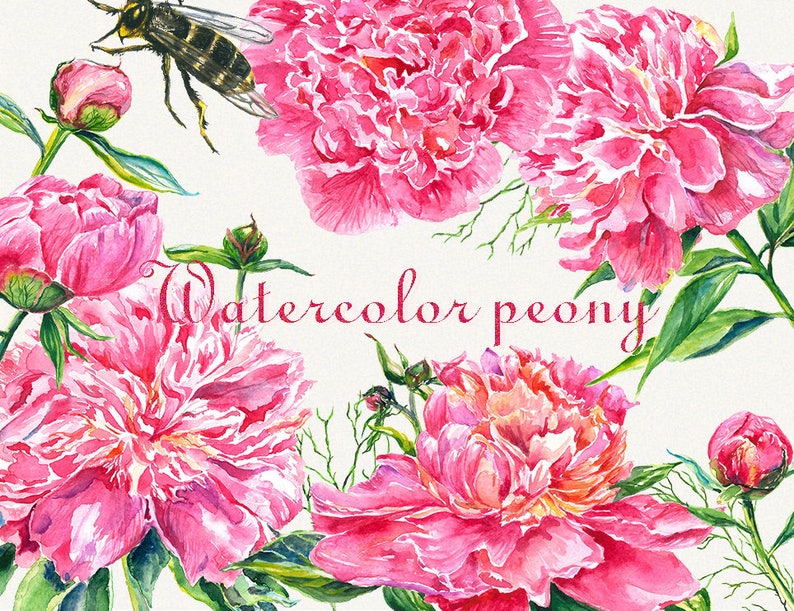 Peony clipart, Peonies flower clipart, floral elements, Watercolor, Botanical, Watercolor floral, Hand painted, Wedding invitation image 1