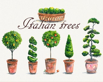 Tree clipart, italian clipart, garden clipart, lemon Tree, Orange tree, Hand Painted, clip art, digital watercolor