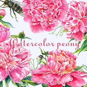 Peony clipart, Peonies flower clipart, floral elements, Watercolor, Botanical, Watercolor floral, Hand painted, Wedding invitation image 4