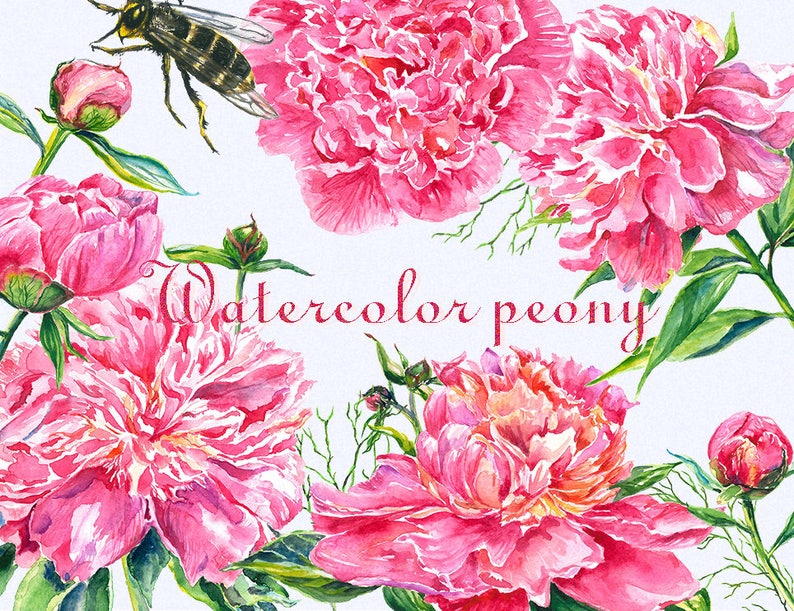 Peony clipart, Peonies flower clipart, floral elements, Watercolor, Botanical, Watercolor floral, Hand painted, Wedding invitation image 4