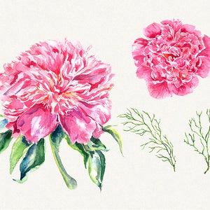 Peony clipart, Peonies flower clipart, floral elements, Watercolor, Botanical, Watercolor floral, Hand painted, Wedding invitation image 3