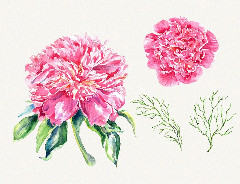 Peony clipart, Peonies flower clipart, floral elements, Watercolor, Botanical, Watercolor floral, Hand painted, Wedding invitation image 3