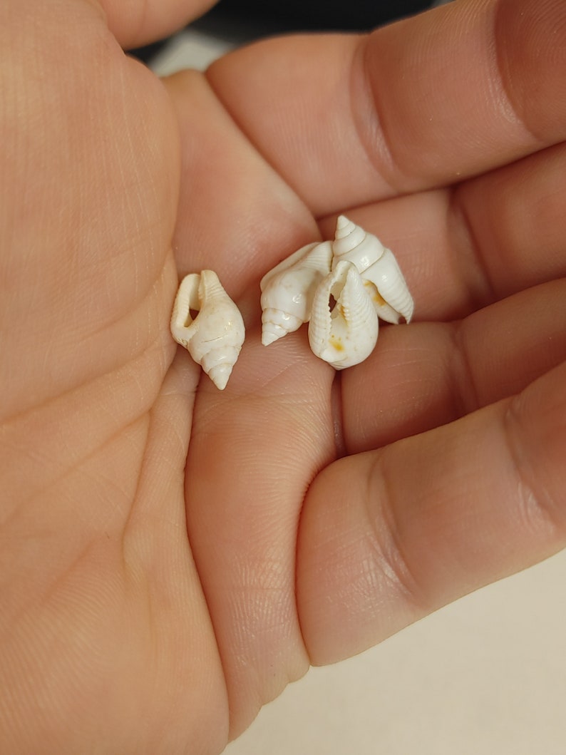 Phuket Shell Beads- Small, Medium and Large - Etsy