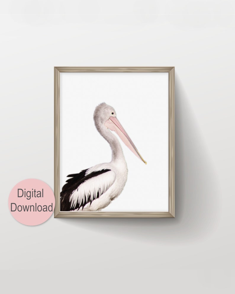 Coastal Pelican Wall Art, Large Modern Minimalist Coastal Decor, Birds Photography Art Prints, Printable Wall Art, Animal Photo Nursery Art image 1