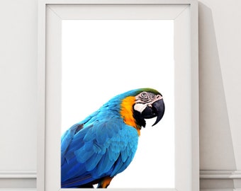 Peekaboo Parrot Macaw, Instant Download Large Art Print, Contemporary Modern Minimalist Animals Art, Bird Photo Wall Art, Baby Nursery art,