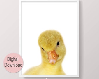 Cute Yellow Duck Print Nursery Wall Art on White Background, Digital Download Baby Farm Animal Prints Duckling Photo for Bathroom Wall Décor