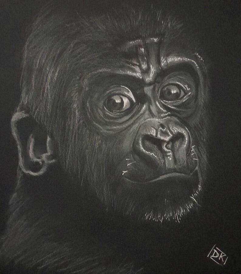 May include: A monochrome charcoal drawing of a gorilla's face, set against a black backdrop. The artwork features detailed shading, highlighting the gorilla's fur and facial features. The gorilla's eyes are prominent, and the drawing is signed in the corner.