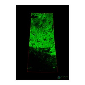 Saskatchewan - Waldbedeckungskarte - Fine Art Print