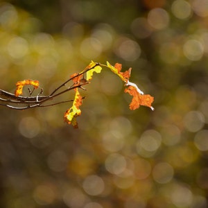The Last of Fall