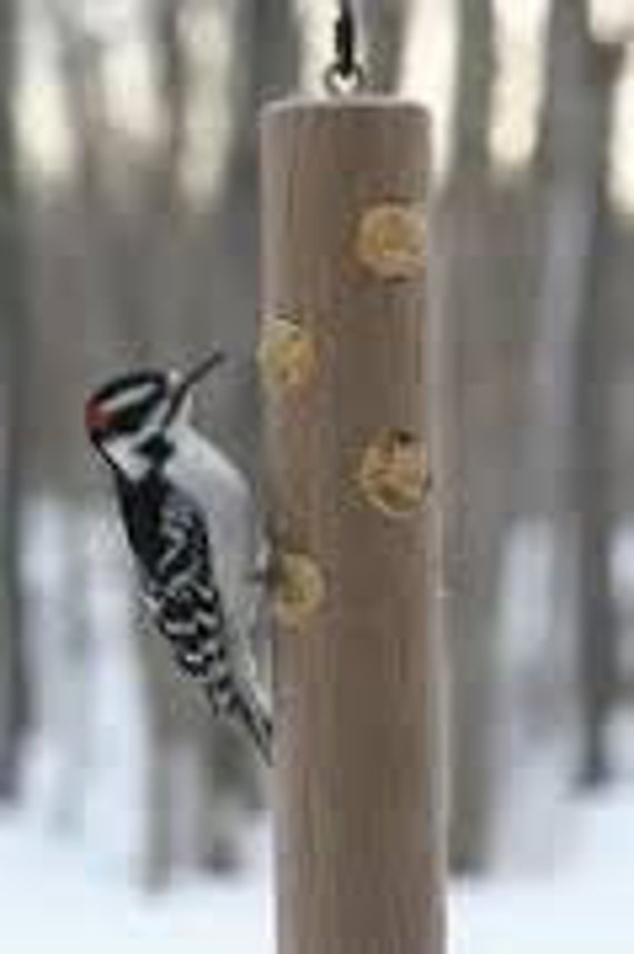 Woodpecker Jr Bird Feeder Prefilled 202 Etsy