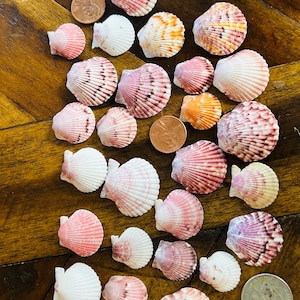 May include: A collection of various scallop shells in shades of white, pink, orange, and purple, scattered alongside two copper pennies and one silver quarter for scale, displaying ribbed textures and fan-shaped forms of different sizes.