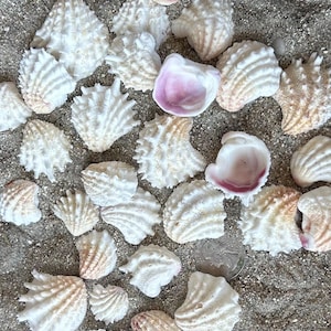 May include: A collection of various seashells, primarily white with subtle pink and tan hues, scattered on a sandy surface. Some shells are open, revealing a pink interior. A US quarter coin is also present.