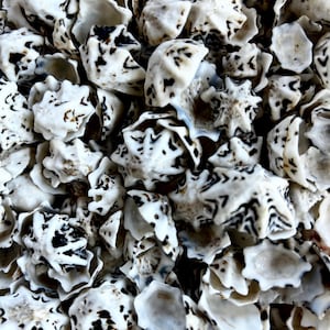May include: Close-up of a collection of white seashells with black and brown markings. The shells have a textured surface and irregular shapes, creating a natural, organic pattern. The image is well-lit, highlighting the details of each shell.
