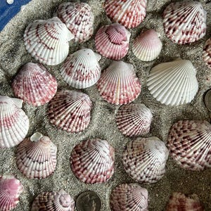 May include: A collection of seashells in various sizes and shades of white, pink, and brown, resting on sand. The shells are arranged in a blue bowl, with a few coins visible among them. The shells have a ribbed texture.