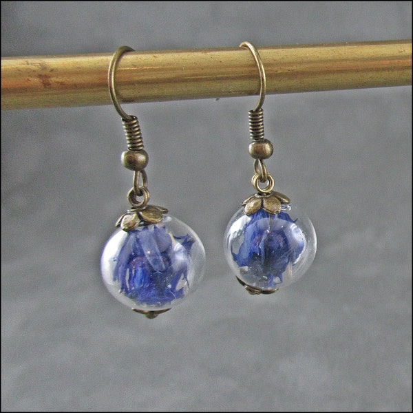 Cornflower earrings - Real cornflowers surrounded by glass - silver