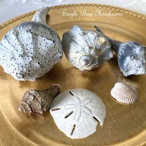 May include: A collection of seashells in various shapes and sizes, including a sand dollar, arranged on a gold-colored decorative plate. The shells are primarily white, gray, and brown, with textured surfaces and intricate details. The text "Eagle Bay Heirlooms" is visible.