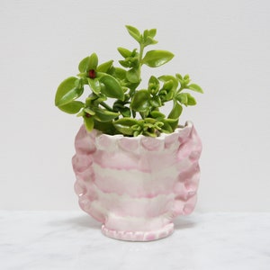May include: A small green plant with red berries growing in a pink ceramic planter with ruffled edges.