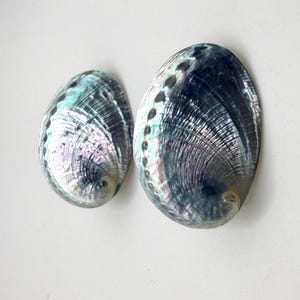 May include: Two oval abalone shells featuring a natural iridescent finish with swirling patterns of deep blue, purple, and green. Each shell displays a row of small, circular holes along the curved edge and a smooth, polished, pearlescent surface.
