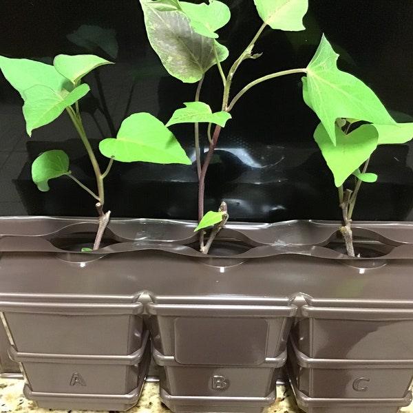 5 Live Plant Clone Shipper,  3 Cells, Each Holds 3” to 4” Pots, UNLIMITED  Foliage Height, 3P9 Plantpac