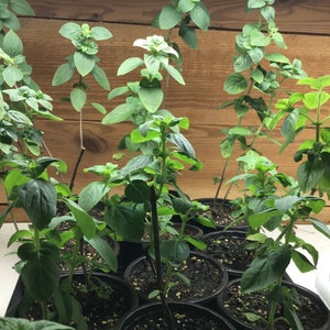 1 African Blue Basil 7-12” Plant, Super Bee and Butterfly Attractant, Easy To Grow, Organically Grown, Non GMO
