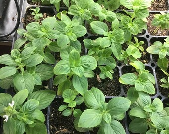 1 African Blue Basil 4-6” Starter Plant, Super Bee and Butterfly Attractant, Easy To Grow, Organically Grown, Non GMO