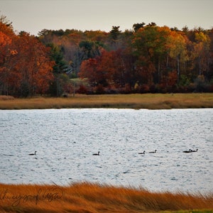May include: A scenic view of a lake with a line of geese swimming across the water. The lake is surrounded by trees with fall foliage in shades of red, orange, and yellow.