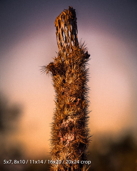 Prickly Skeleton Cholla Cactus Southwest Color Black and ...