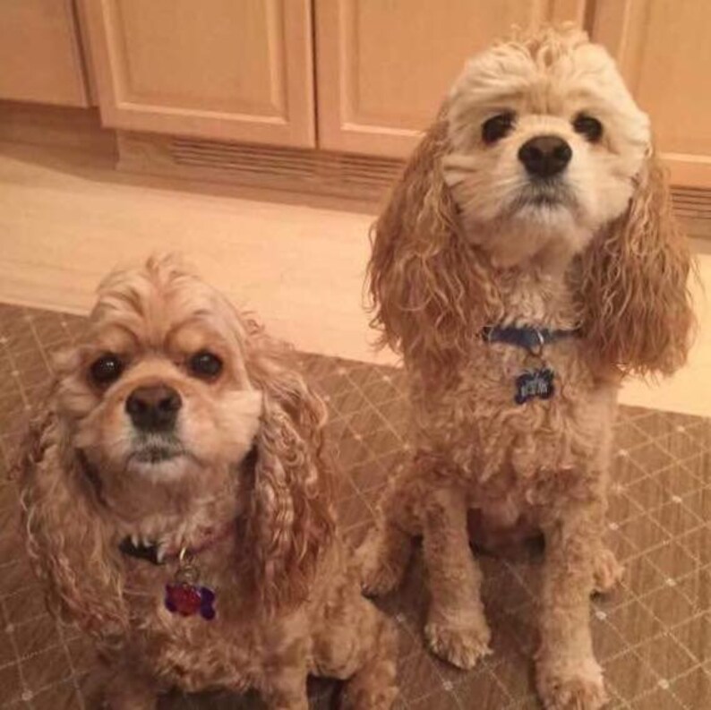 TWO PETS on one pillow Made to Order Custom Embroidered Etsy