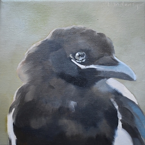 Baby Magpie 8x8 original oil painting magpie art bird art