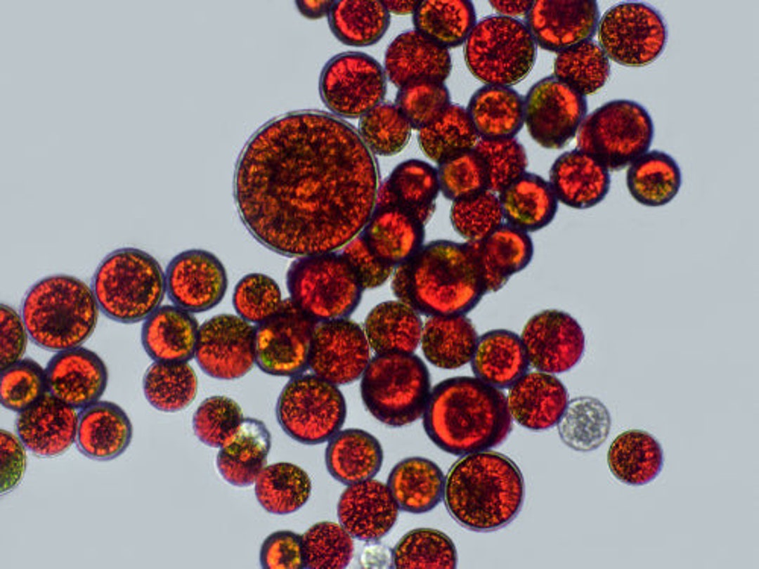 Astaxanthin 10 Powder Water Soluble Etsy