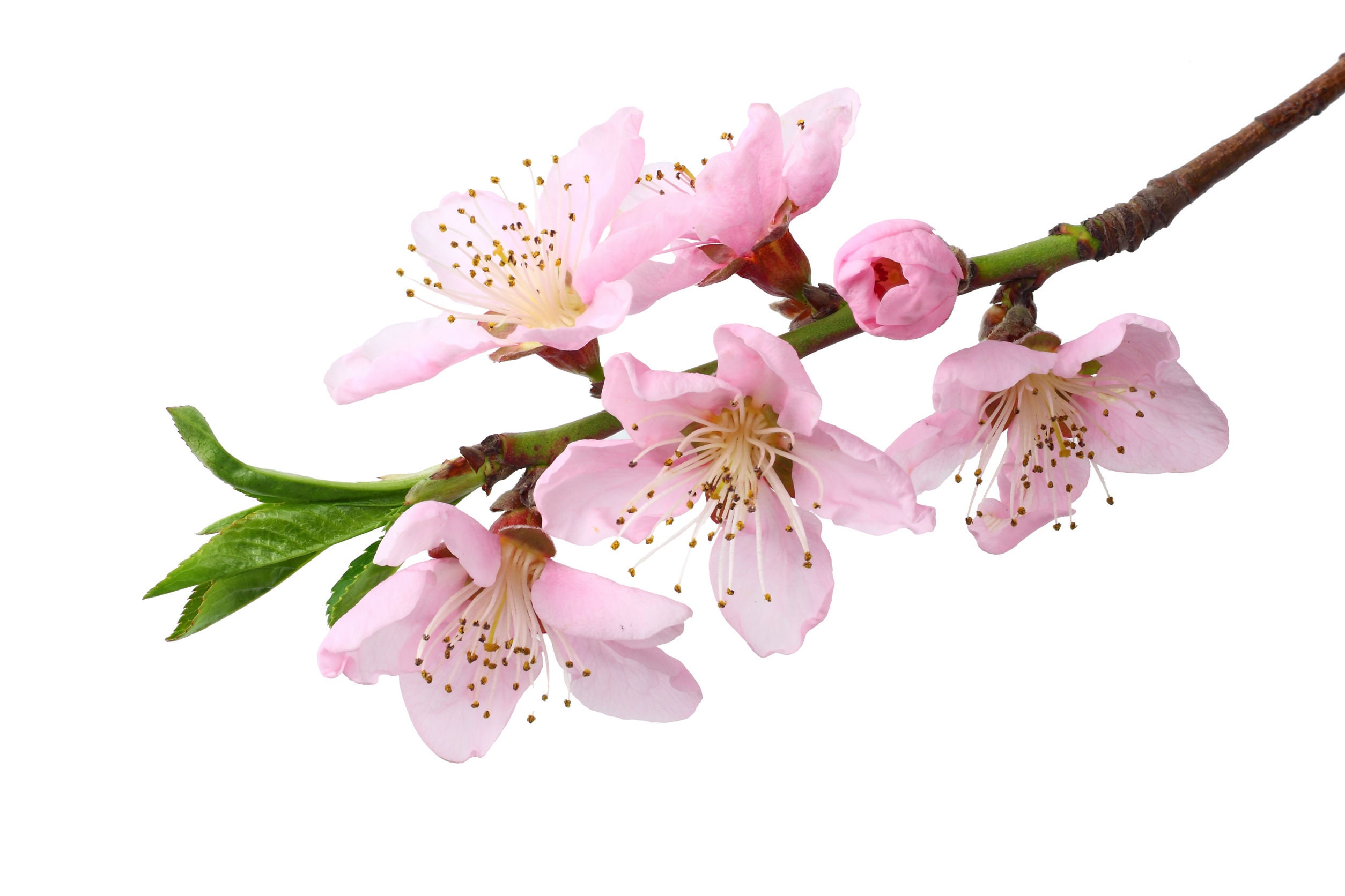 Japanese Cherry Blossom Fragrance Oil for Soap Making, Candle