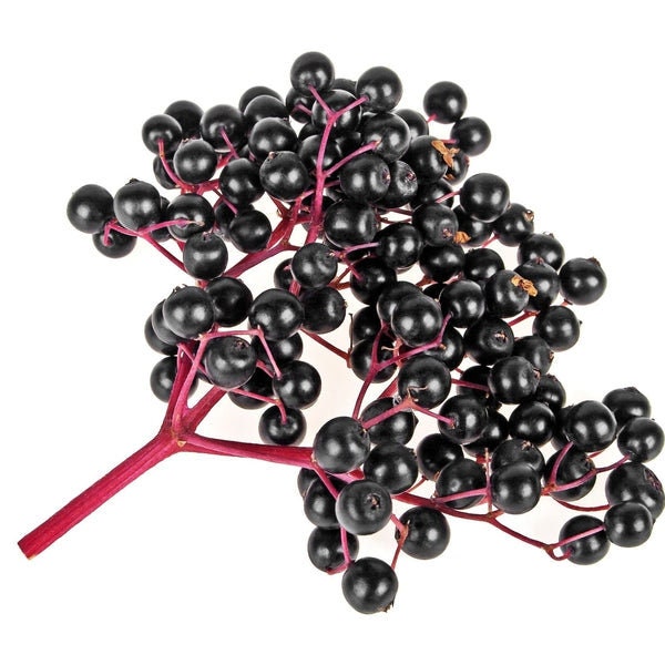 Elderberry Etsy
