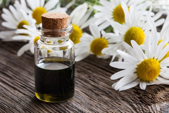 Blue Chamomile Essential Oil German Chamomile Samples | Etsy Blue Chamomile Essential Oil German Chamomile Samples | Etsy