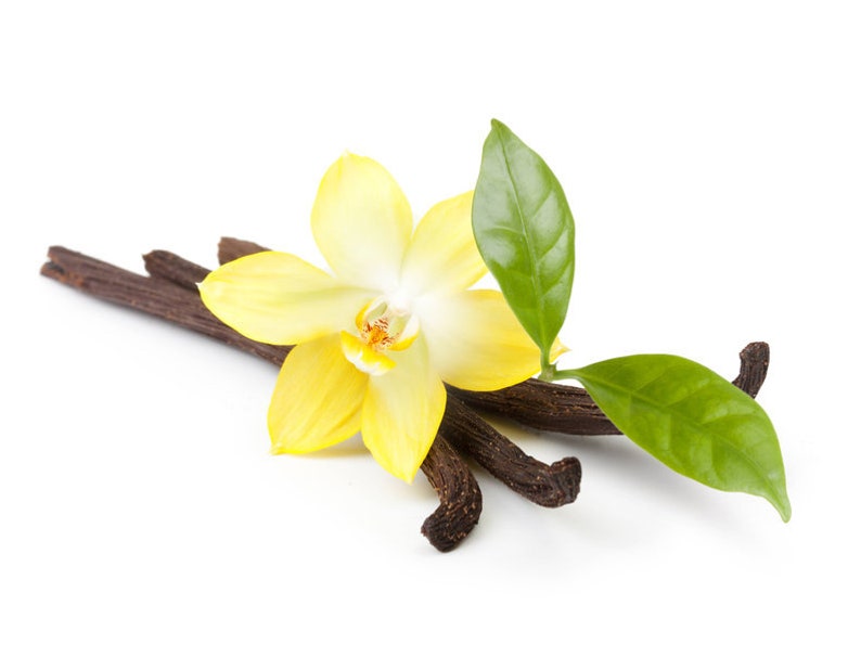 Nature Scents Vanilla Bean Extract Essential Oil Etsy