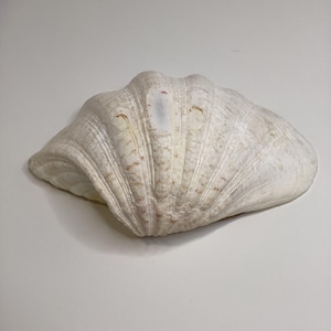 Demi-coquille de palourde Tridacna blanche 7 po. de long x 5 po. de large