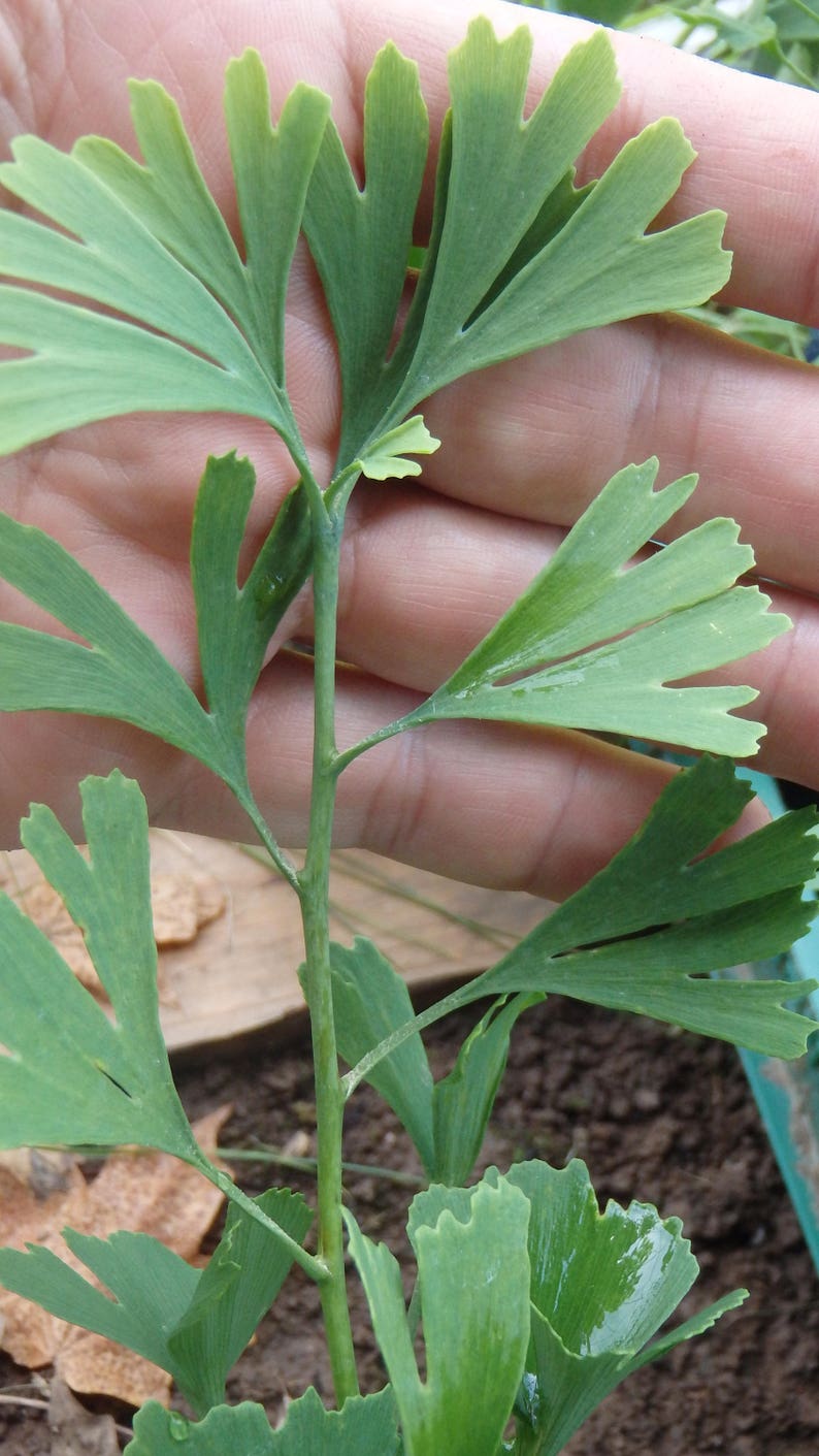 female Ginkgo biloba ‘Weeping wonder’ grafted tree 2 year old