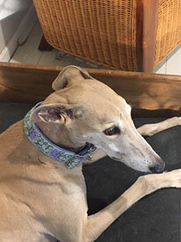 BELL FLOWER -2 Inch Wide Martingale or Buckle Quality Dog Collar ...