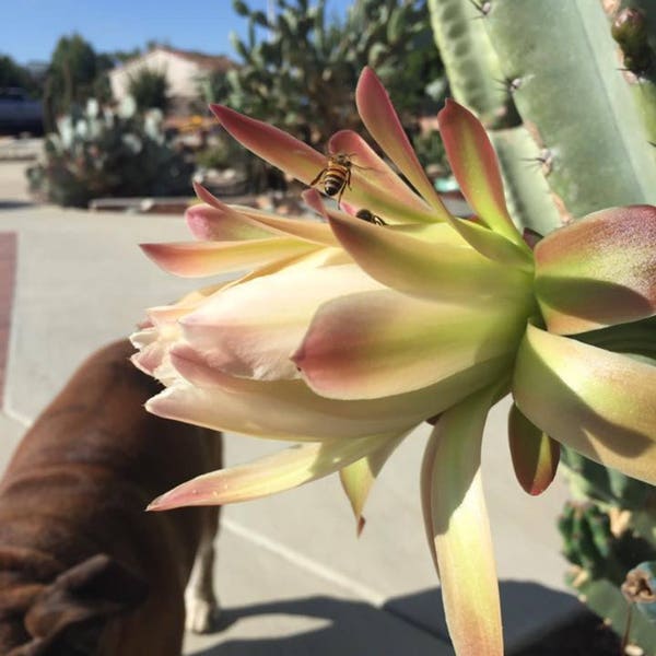 Peruvian Night Queen Cactus