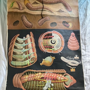 Vintage anziehbare Schulwandkarte vom Würmchen, Jung Koch Quentell, 1964