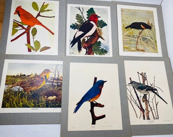 1900 Vintage bird lithographs on boards art Mumford Chicago bird finch Bluebird cardinal blue meadowlark woodpecker Cottage core decor