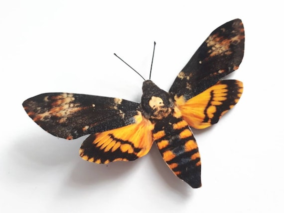 Dead Head Moth FOLDED Butterfly A- Taxidermy REAL Acherontia lachesis