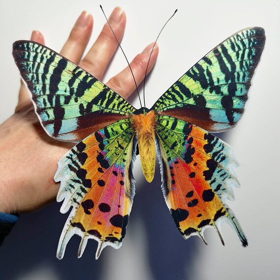 Sunset Moth Real 3D Framed Butterfly Table Top
