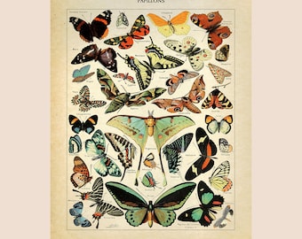 Vintage Butterfly Chart by Adolphe Millot PAPILLONES French Poster Home Decor Vintage Art, Print Illustration, Cottagecore Wall Home Decor