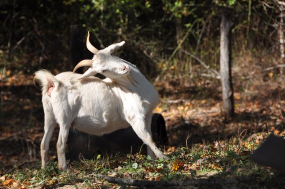 goat back scratcher digital